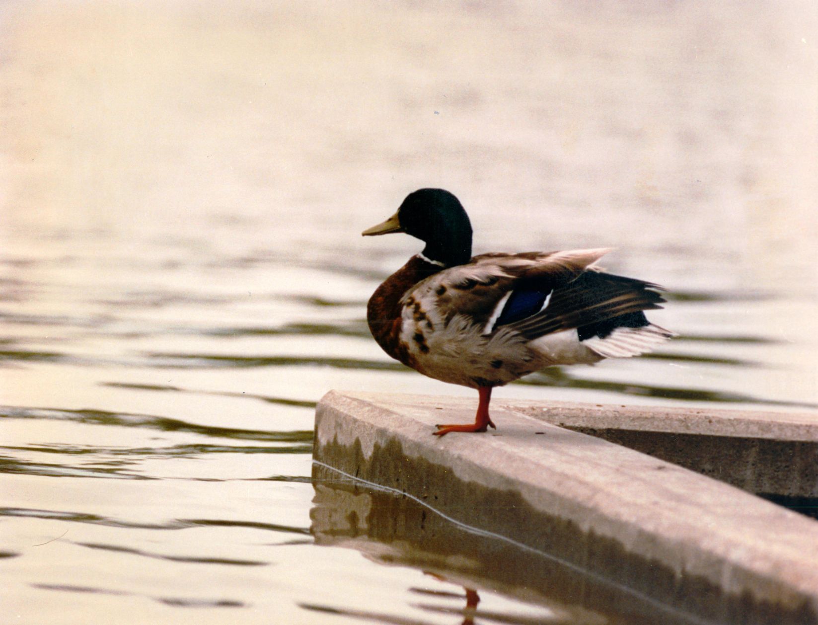 19930709 -- Flood of 1993